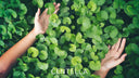 Centella Asiatica : Le guide ultime de l'ingrédient miracle pour les peaux sensibles